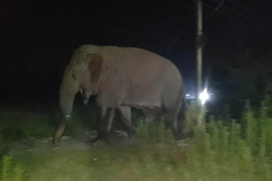 Elephant menace continues unabated in eastern Tarai districts