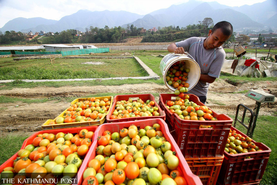 Soaring tomato exports push up prices in Nepal