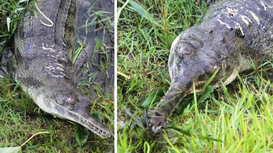 Gharial found dead with trapped snout, punctured belly