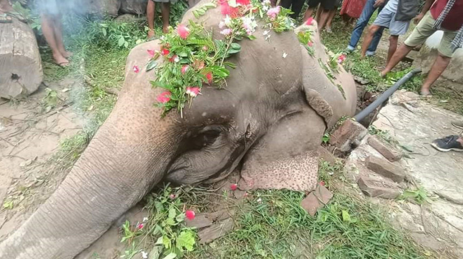 Elephant found dead in septic tank