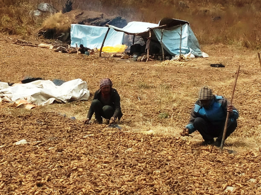 China opens doors to 15 types of medicinal herbs from Nepal