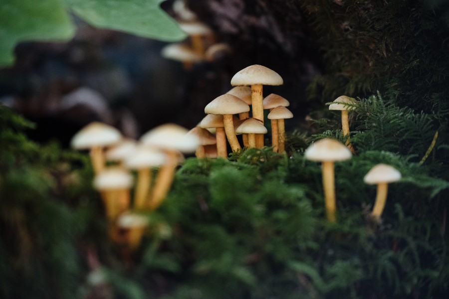 Child dies after consuming poisonous mushroom