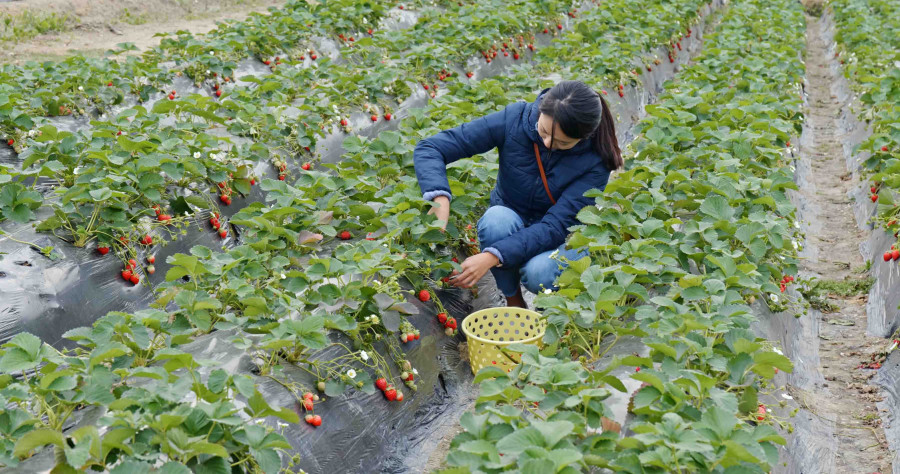 UK may not hire Nepali seasonal workers this year