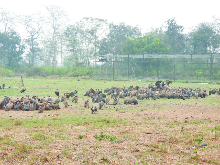 465 vultures sighted in one place at the same time last week