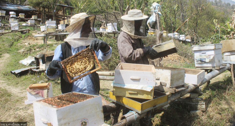 Winter brings bumper honey harvest in Nepal's mountains, but no markets
