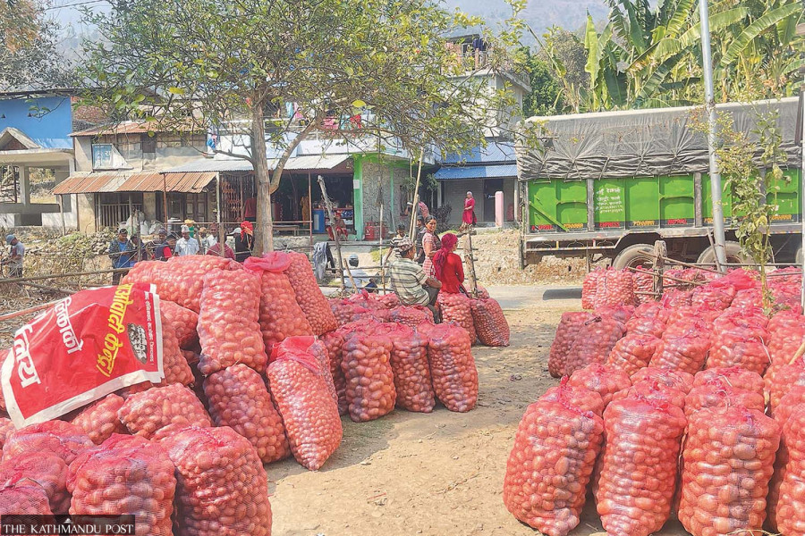 Bumper potato harvest brings joy to farmers