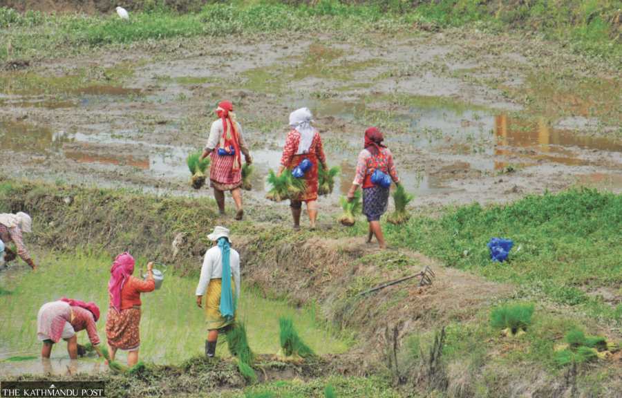 Minority rule raises minimum support price for paddy