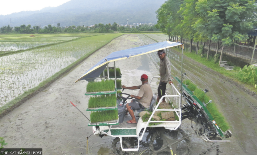 Chitwan staring at crisis as paddy fields vanish fast