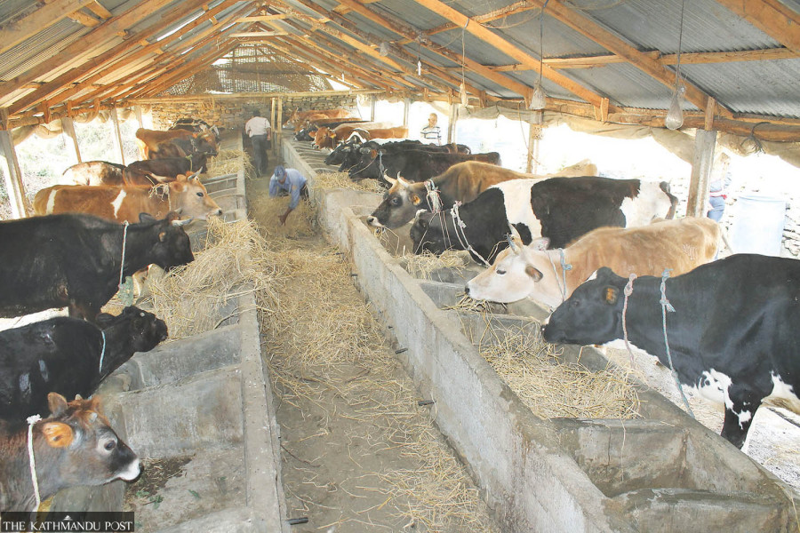 Nepal’s dairy industry remains on the brink as unpaid dues mount