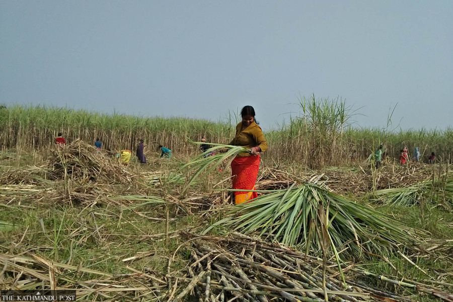Government hikes minimum support price of sugarcane
