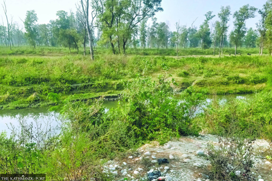 Dodhara Chandani dry port construction stalls again over tree felling issues