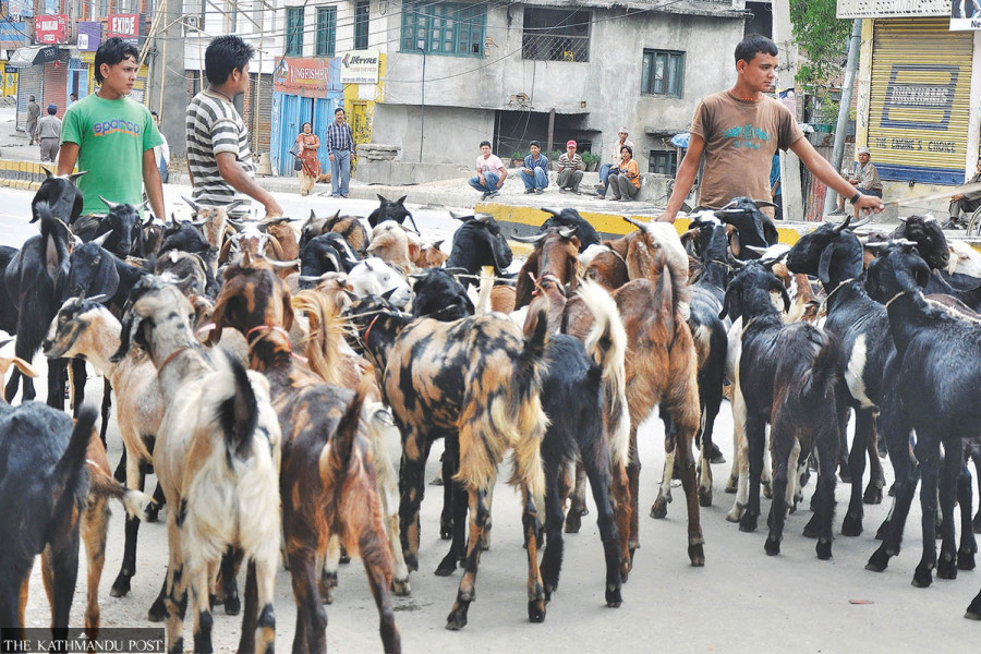 Traders hope Dashain goat demand may rise with economy on the mend