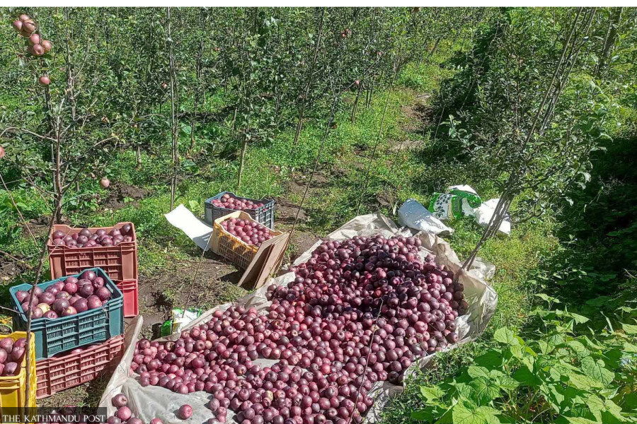 Good weather brought a bumper apple harvest to Gorkha. But there is no transport