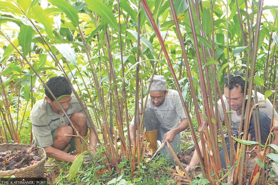 Exports of high-value Nepali products rise 5 percent