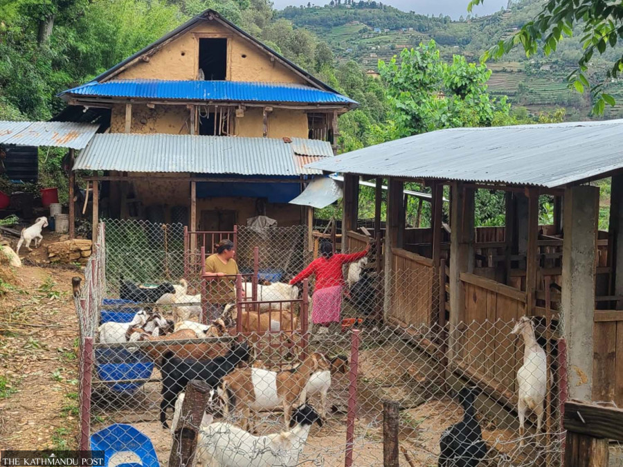 Goat rearing is the go-to business for Rolpa residents