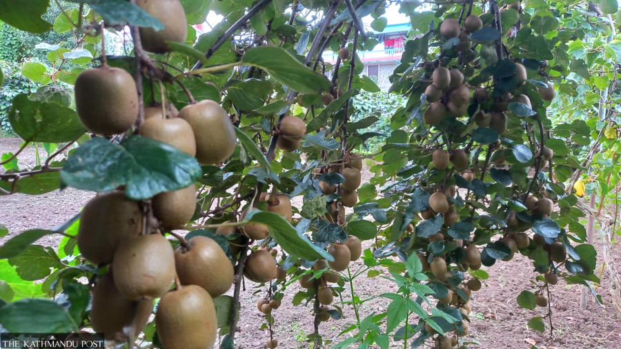 Kiwi farming blooms in Dolakha, but fruit finds no takers