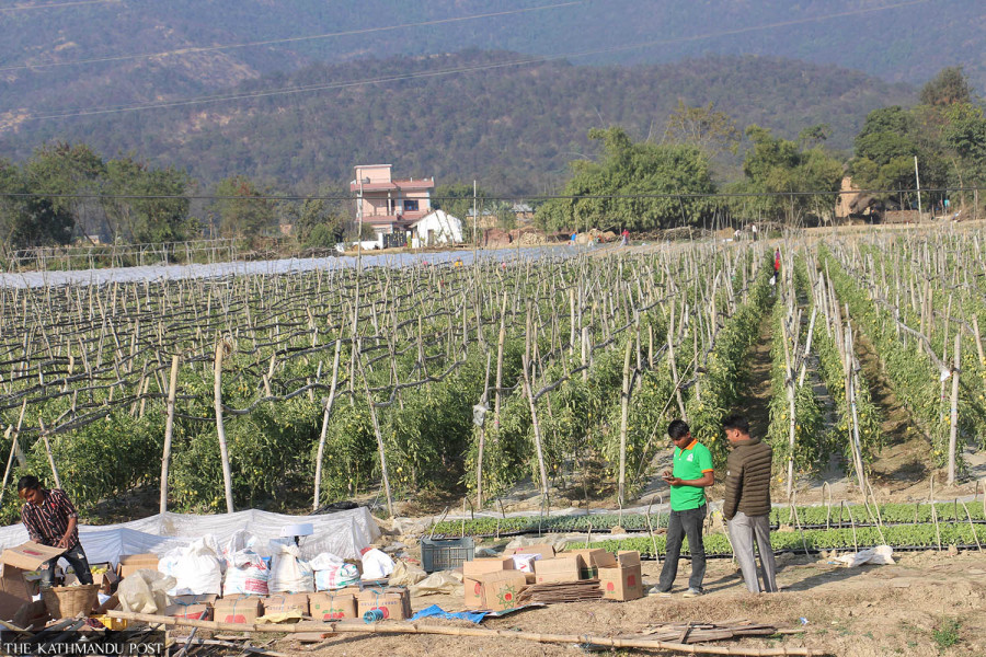 Despite regular supply, prices of vegetables in Kathmandu rise