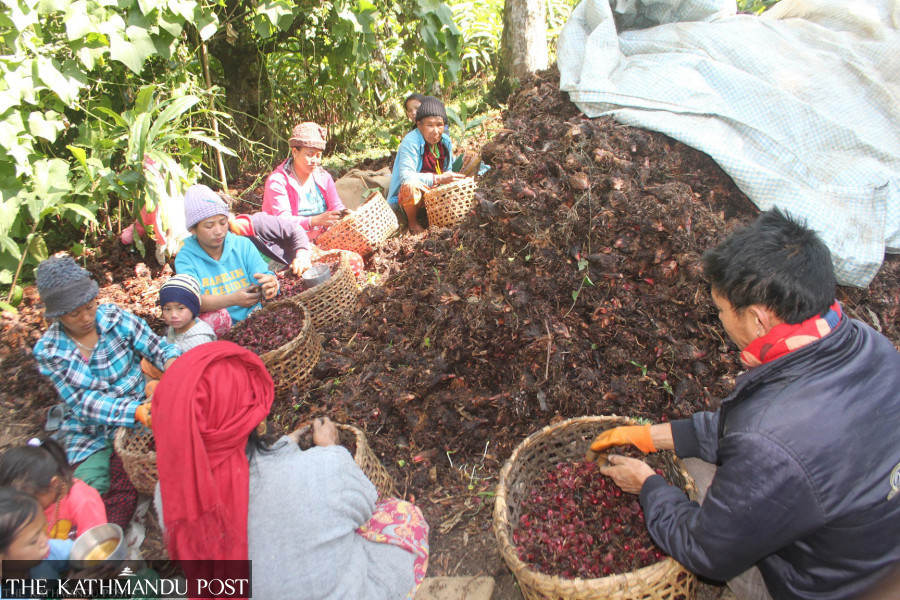 Large cardamom prices hit near-record levels