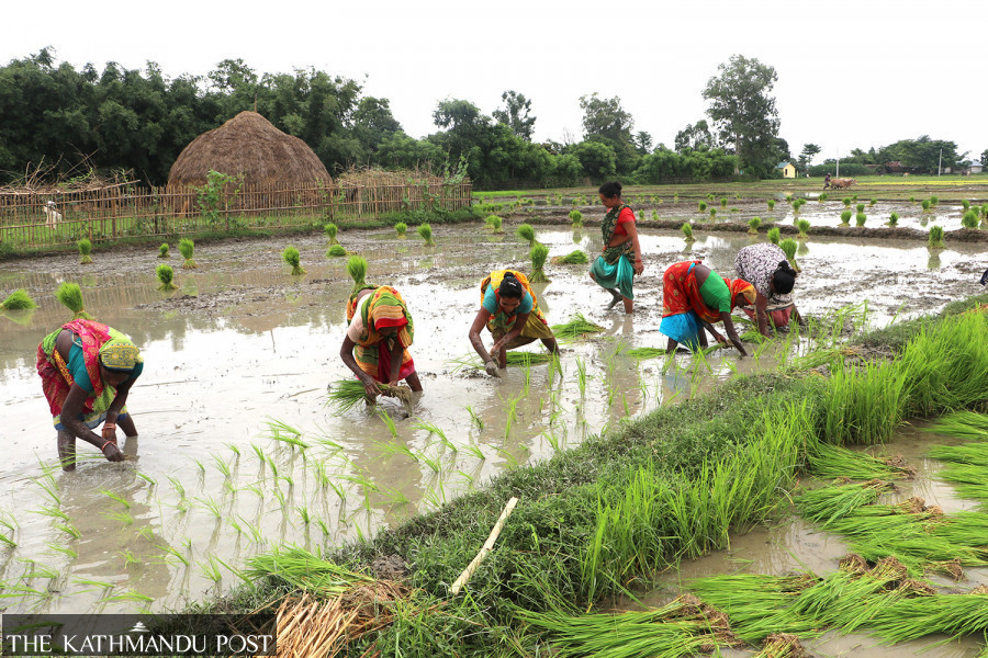 Swift transplantation raises hope for bumper paddy yield