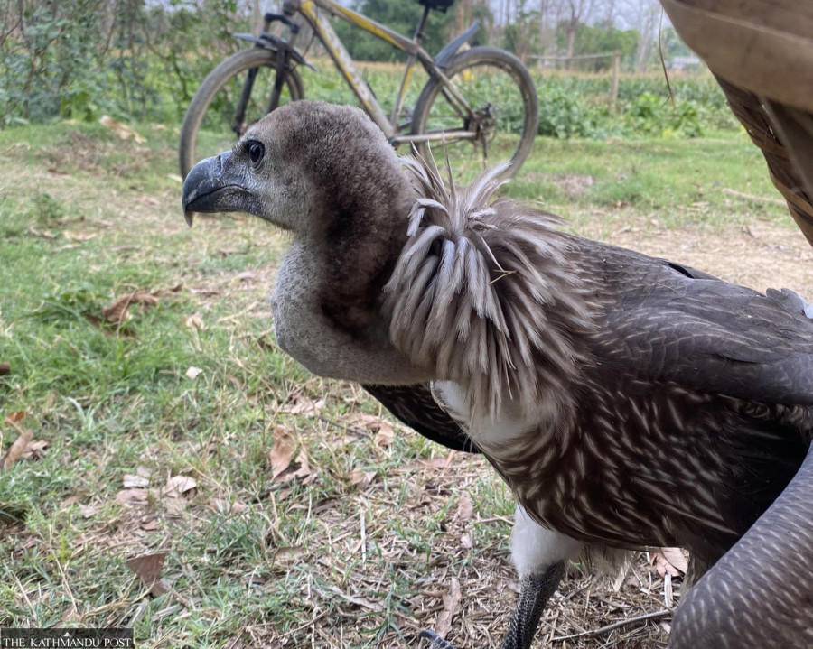 Rising fledgling deaths threaten Nepal’s vulture conservation efforts