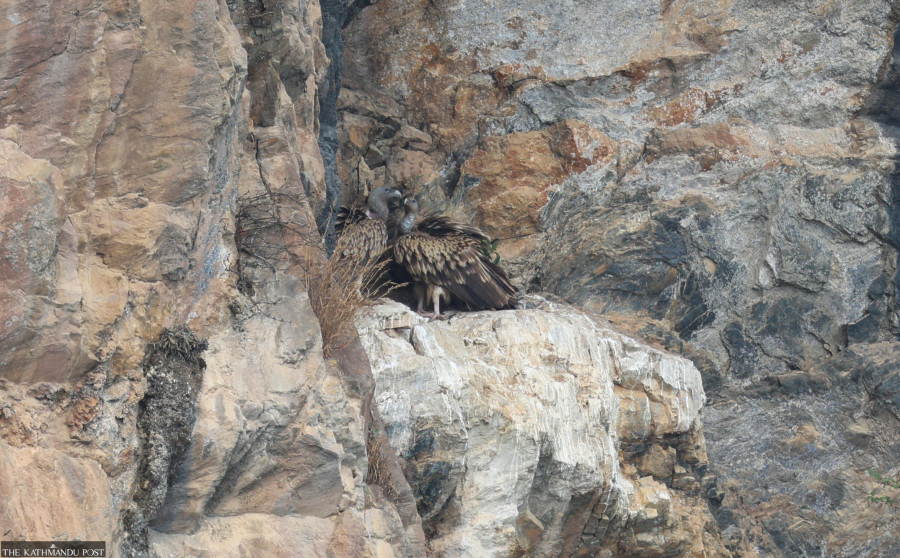Gherabhir cliff in Arghakhanchi is buzzing with nesting vultures