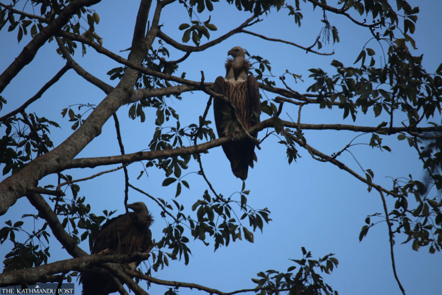 Palpa’s Khaireni community forest is teeming with vultures