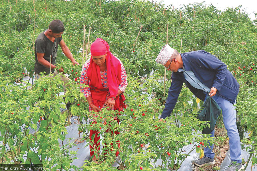 How round chilli has changed farmers’ lives in Palpa