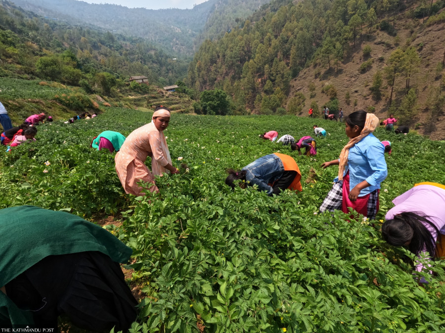 Some Rolpa schools are teaching students livelihood skills alongside classroom education