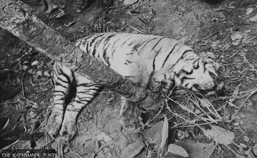 Poaching of tigers along Karnali bio-corridor worries conservationists