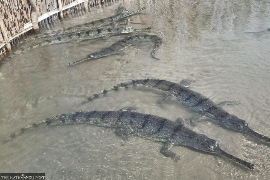 25 gharials from Chitwan’s breeding centre translocated to Shuklaphanta