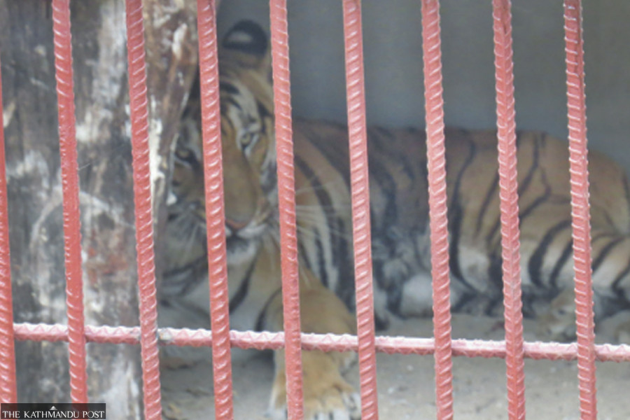 Chitwan National Park sets up tiger enclosures with observation towers to attract more visitors