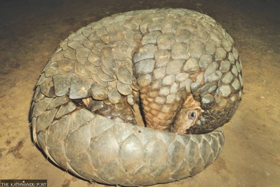 Pangolins risk extinction in Khotang