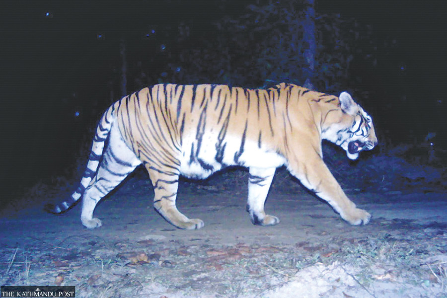 Conservationists elated with thriving populations of tigers, rhinos in Shuklaphanta