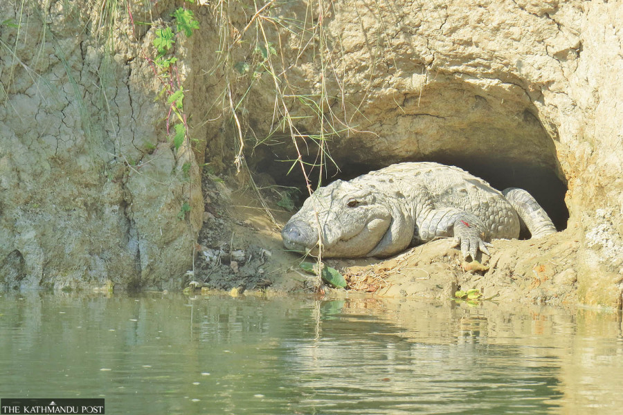 Human-crocodile conflict rising in Chitwan