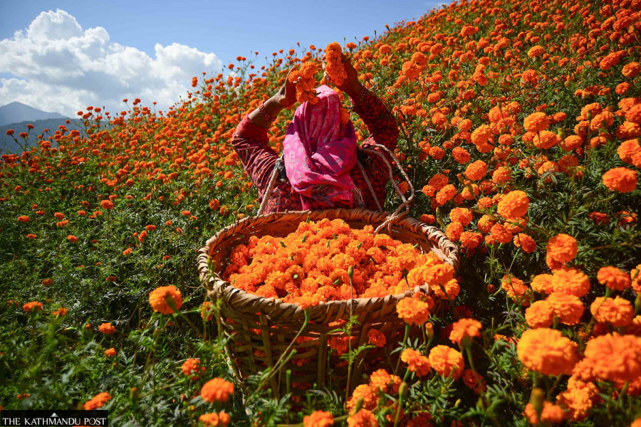 KMC designates 47 places for farmers to sell garlands