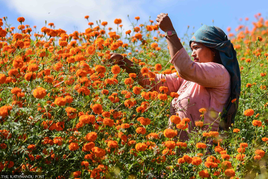 Nepali flower farmers thrive as Indian imports restricted during Tihar