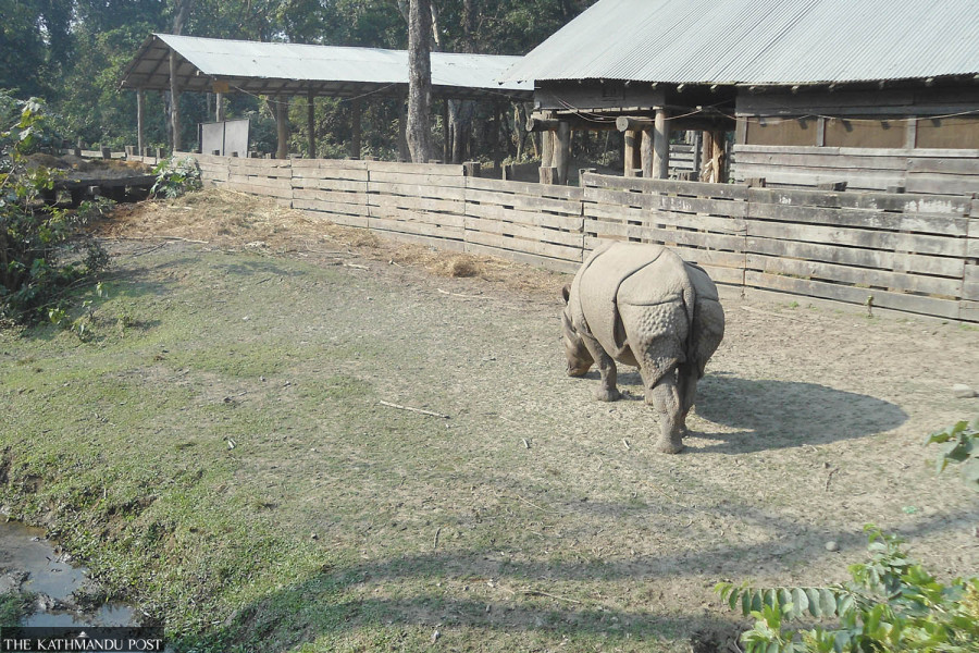 Bardiya’s rhinos may have migrated to India