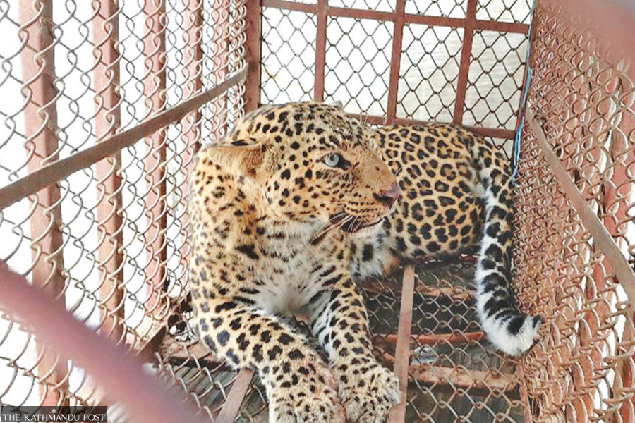 Experts sound alarm as canine distemper kills four leopards