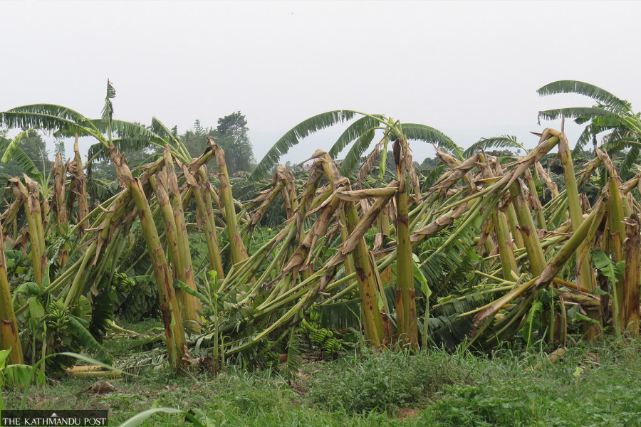 Powerful storm wipes out Chitwan’s banana crop