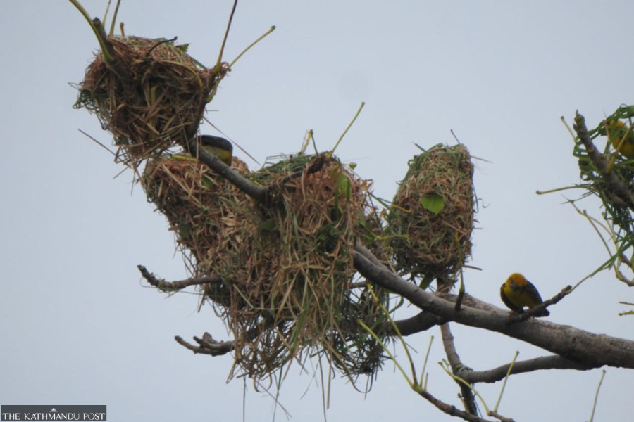 Counting of endangered Finn’s weaver begins