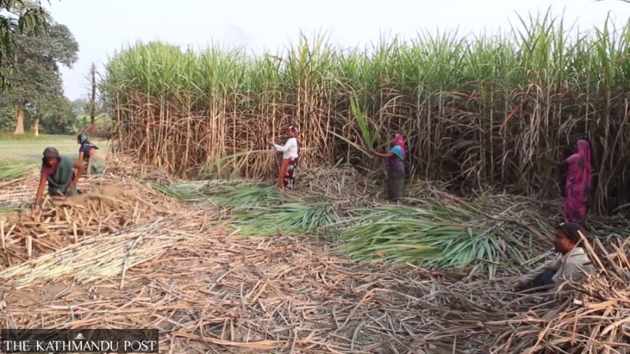 Farmers in Nawalparasi West demand to fix sugarcane support price