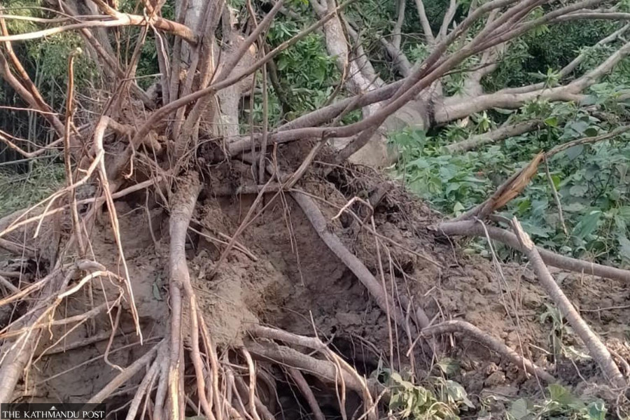 Storm damages ready-to-harvest mangoes in Saptari, Siraha