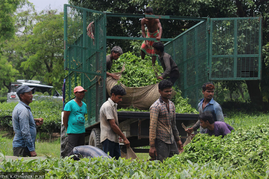 India stops tea-laden Nepali trucks on border for lab tests