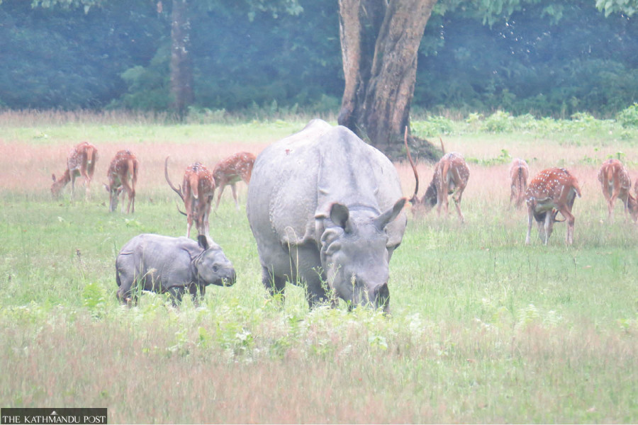 Tigers major threat to rhino calves in Chitwan