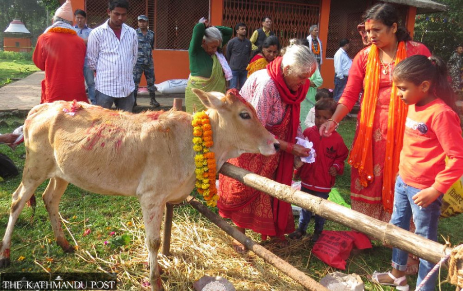 Gai puja, Govardhan puja being observed today