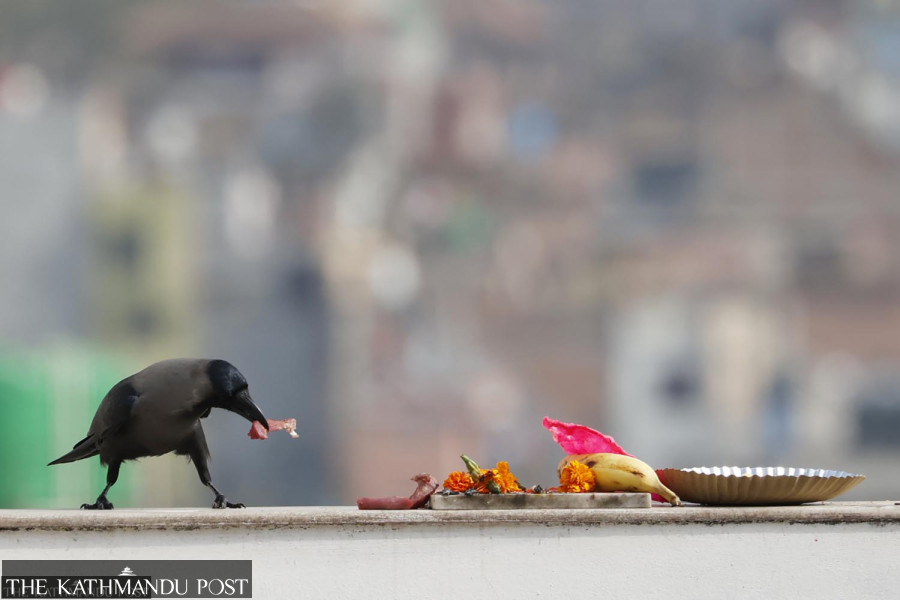 Tihar begins, Kaag Tihar being observed