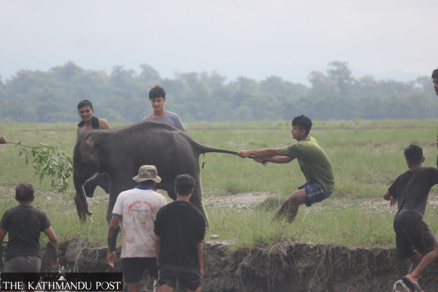 58 people died in last fiscal year as human-animal conflict gets deadlier