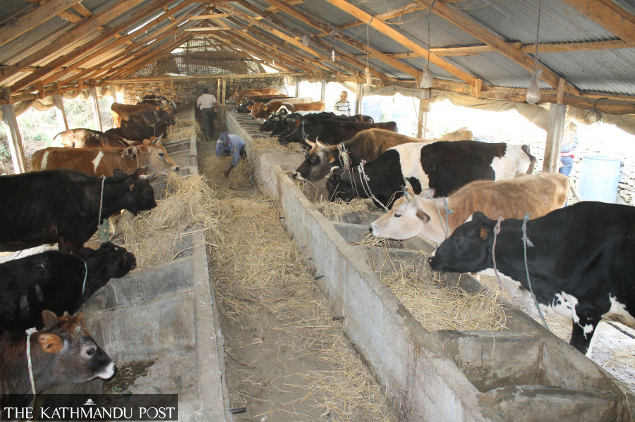 Private dairies seek subsidised loan to pay farmers