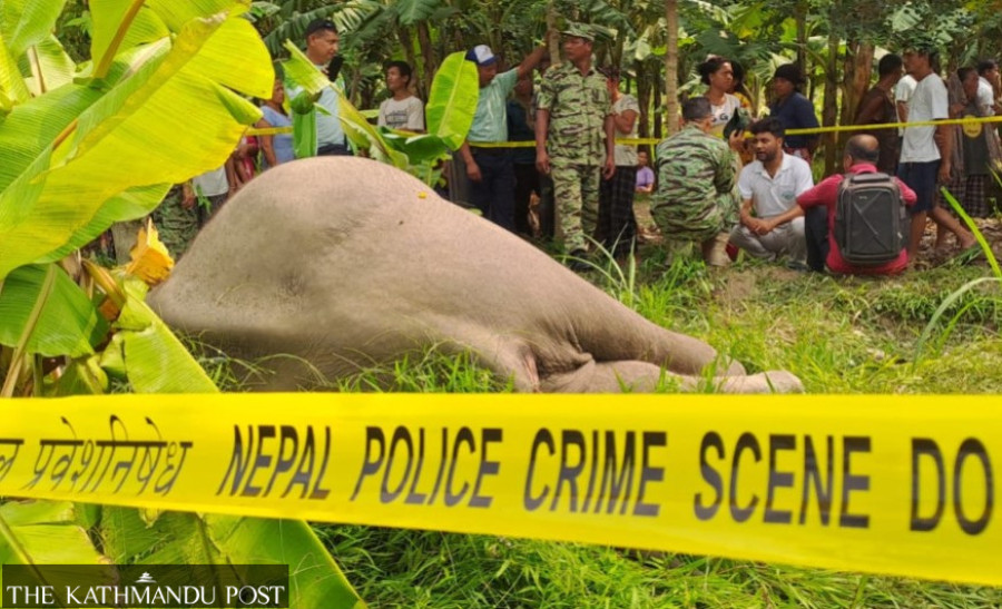 Wild elephant found dead in Morang