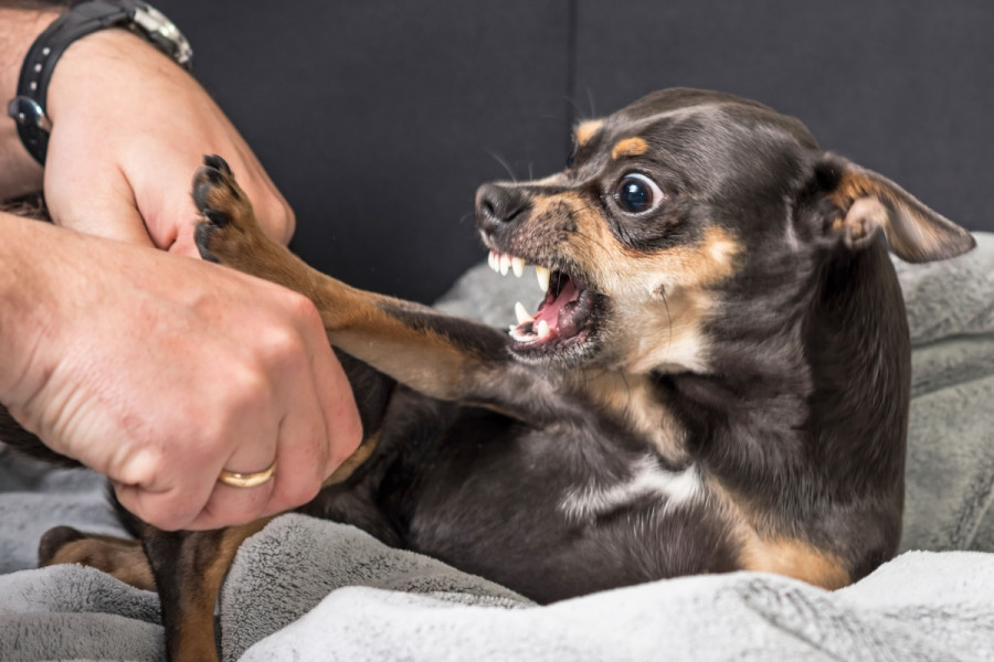 Puppy-bite rabies in Nepal